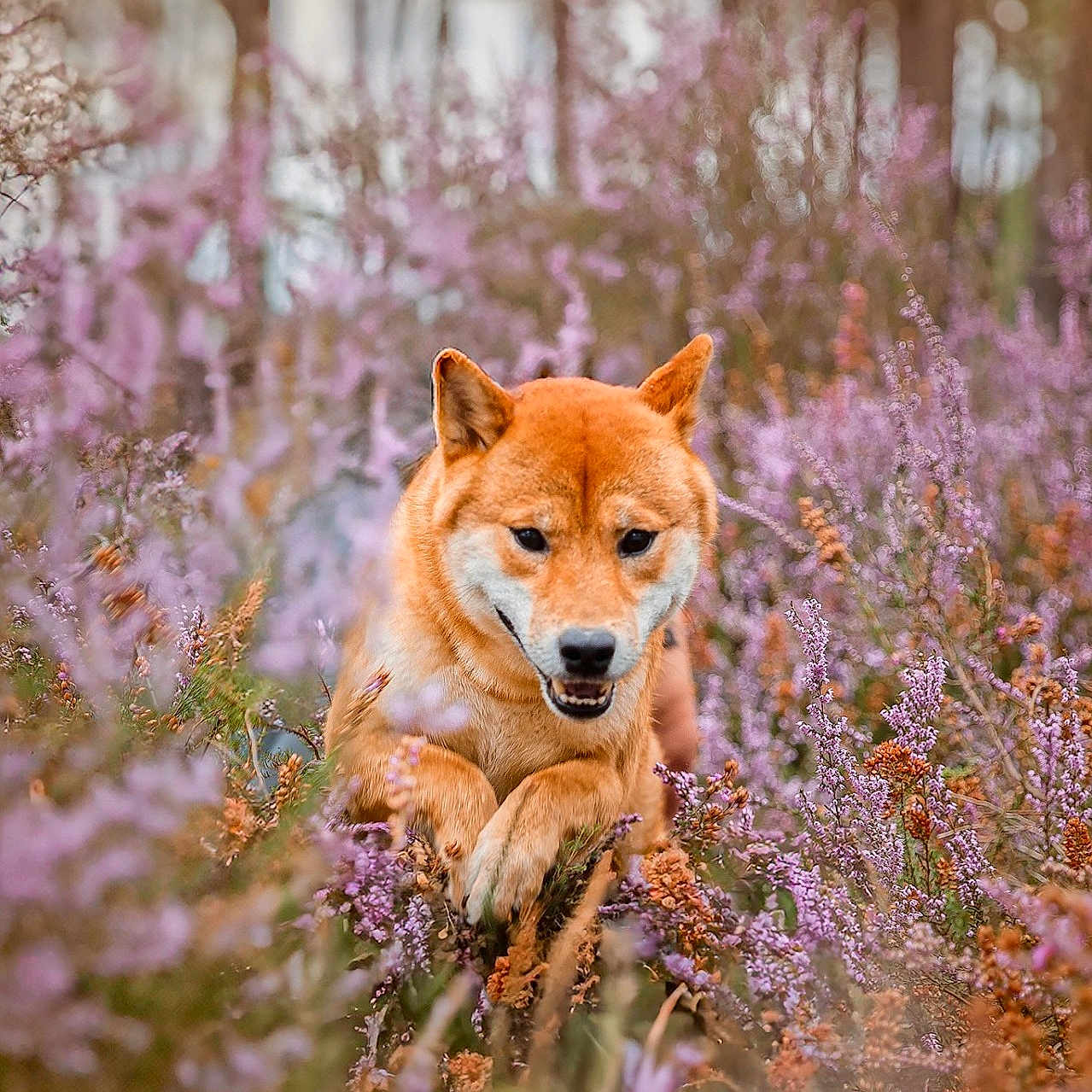 Kuma a rejoint le concours — aidez-le/la à gagner de superbes lots ! autumn, bokeh, canine, cute, dog, flower_field, forest, fur, heather, nature, outdoors, paws, pet, playful, portrait, purple_flowers, running, shiba_inu, smile, wildflowers