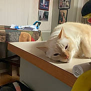 Ka At is registered to the contest to win money with this photo: cat, cream_colored, lounging, countertop, indoor, home, photographs, table, clutter, relaxed, lazy, furniture, wall, framed_photos, domestic_animal, pet, sleepy, cozy, living_space, household_items