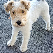 Bill participe au concours pour gagner de l'argent avec cette photo : dog, outdoor, asphalt, pet, white, brown, curious, standing, canine, animal, fur, tail, ears, young, portrait, looking, daylight, ground, scruffy, friendly