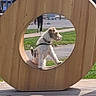 Bill participe au concours pour gagner de l'argent avec cette photo : dog, wooden_frame, circle, park, grass, path, building, person, daytime, outdoor, pet, animal, leash, bench, walk, nature, small_dog, curious, casual_photo, urban