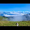 dog, grass, mountains, sky, clouds, nature, landscape, outdoor, hill, mist, scenery, animal, pet, daylight, field, blue_sky, scenic, peaceful, canine, view