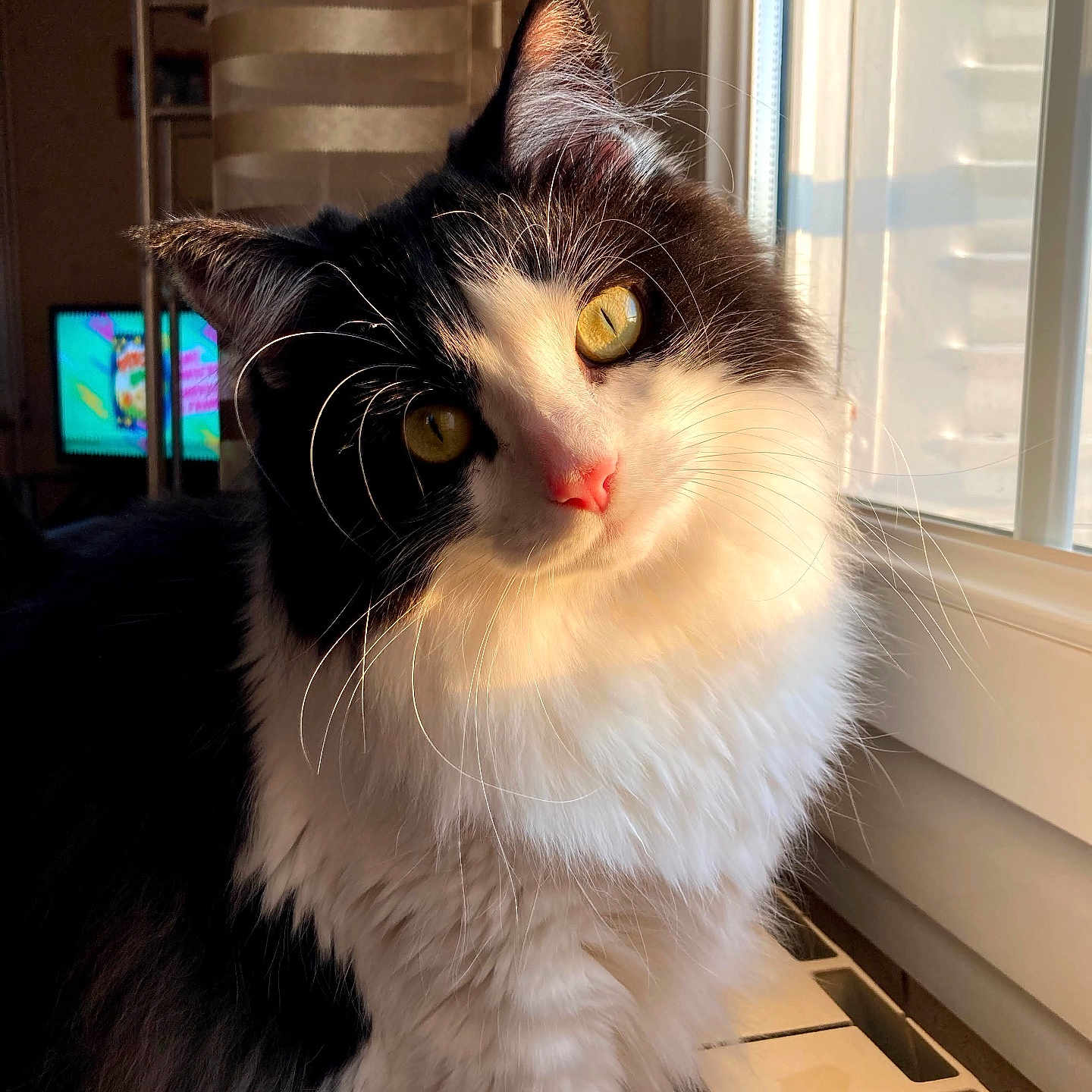 Potter participe au concours pour gagner de l'argent avec cette photo : angora, animal, cat, computer, computerhardware, computerkeyboard, desk, electronics, furniture, hardware, hardwood, kitten, manx, monitor, pet, screen, table, tv, window, wood