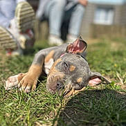Ruby a rejoint le concours — aidez-le/la à gagner de superbes lots ! puppy, dog, grass, outdoor, sunlight, sleeping, relaxed, blurred_background, people, casual_clothing, nature, close_up, pet, young_dog, ears, paw, nose, eyes, resting, daytime