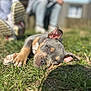 puppy, dog, grass, outdoor, sunlight, sleeping, relaxed, blurred_background, people, casual_clothing, nature, close_up, pet, young_dog, ears, paw, nose, eyes, resting, daytime