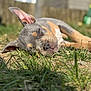 Ruby a rejoint le concours — aidez-le/la à gagner de superbes lots ! dog, puppy, sleeping, grass, outdoor, sunlight, closeup, animal, cute, peaceful, relaxed, nature, pet, canine, summer, ear, nose, fur, daytime, resting