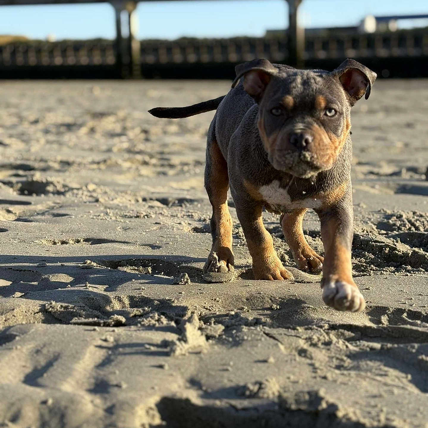 Ruby a rejoint le concours — aidez-le/la à gagner de superbes lots ! animal, beach, black, brown, closeup, cute, daylight, dog, nature, outdoor, pet, pier, playful, puppy, sand, shadow, small, sunlight, walking, young