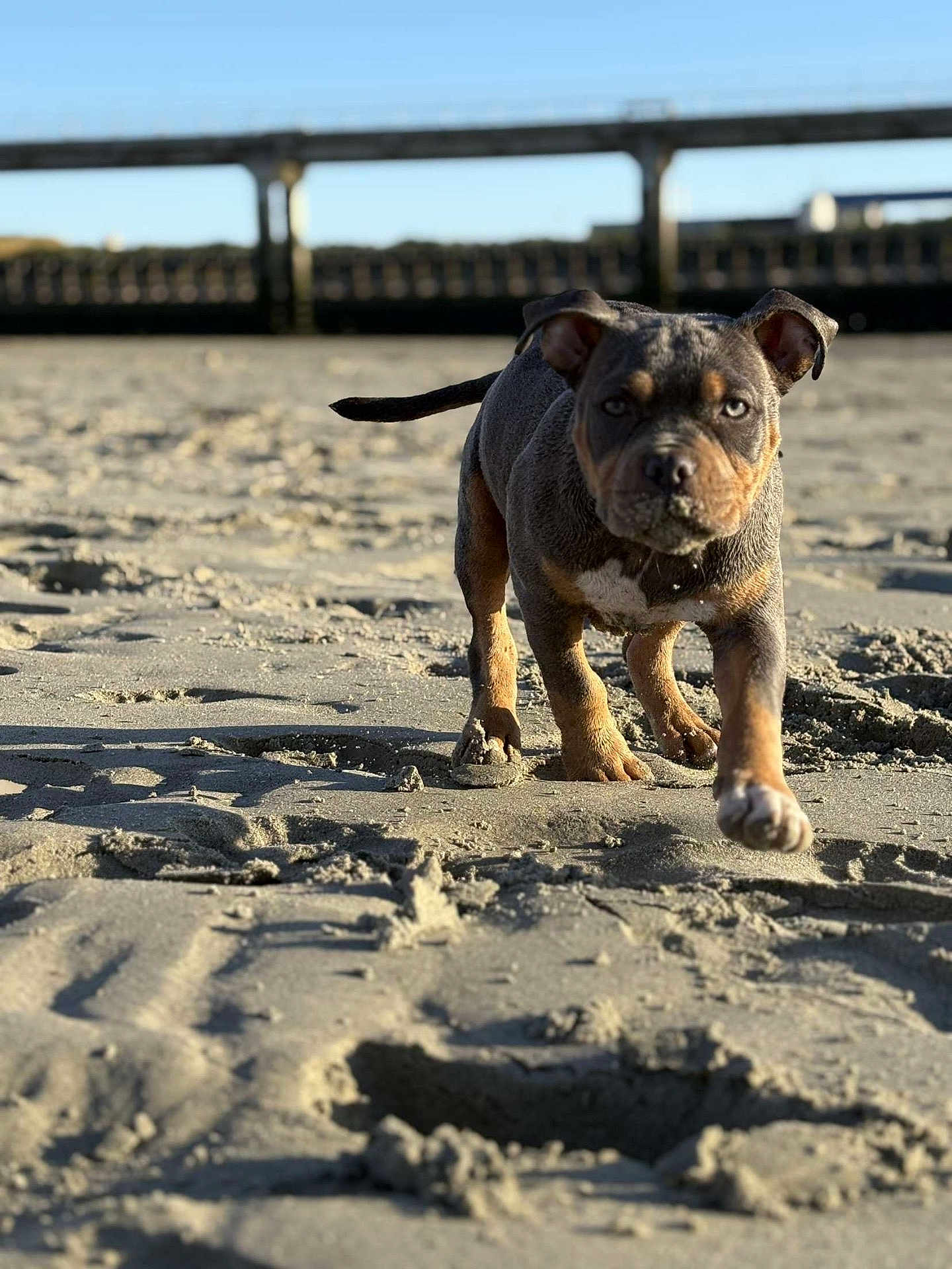 Ruby a rejoint le concours — aidez-le/la à gagner de superbes lots ! puppy, dog, beach, sand, outdoor, walking, shadow, pier, sunlight, animal, young, pet, closeup, daylight, nature, playful, cute, brown, black, small