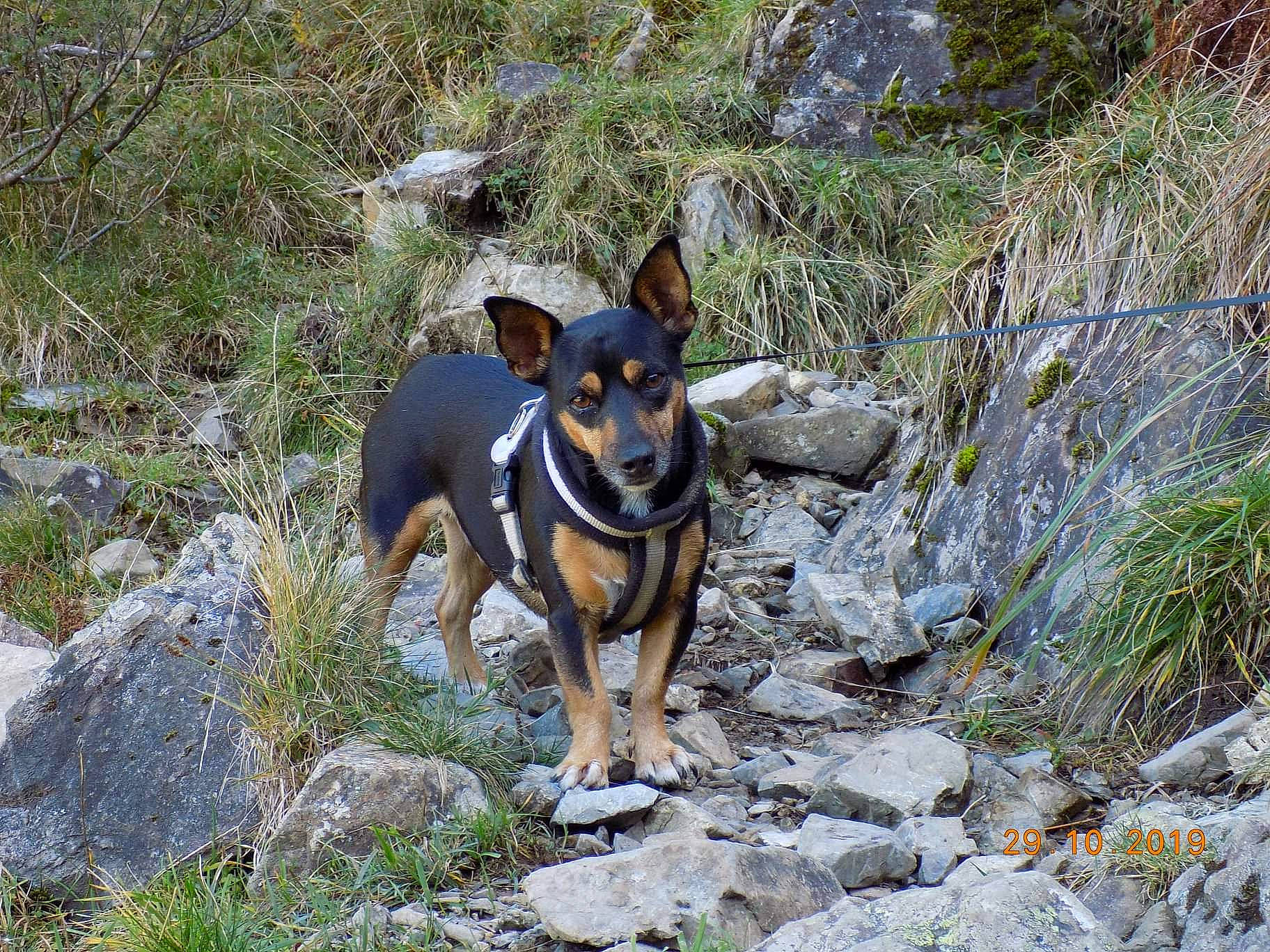 India participe au concours pour gagner de l'argent avec cette photo : adventure, canidae, carnivore, collar, companion_dog, dog, dog_breed, dog_supply, fawn, hunting_dog, plant, recreation, rock, sporting_group, working_animal, working_dog