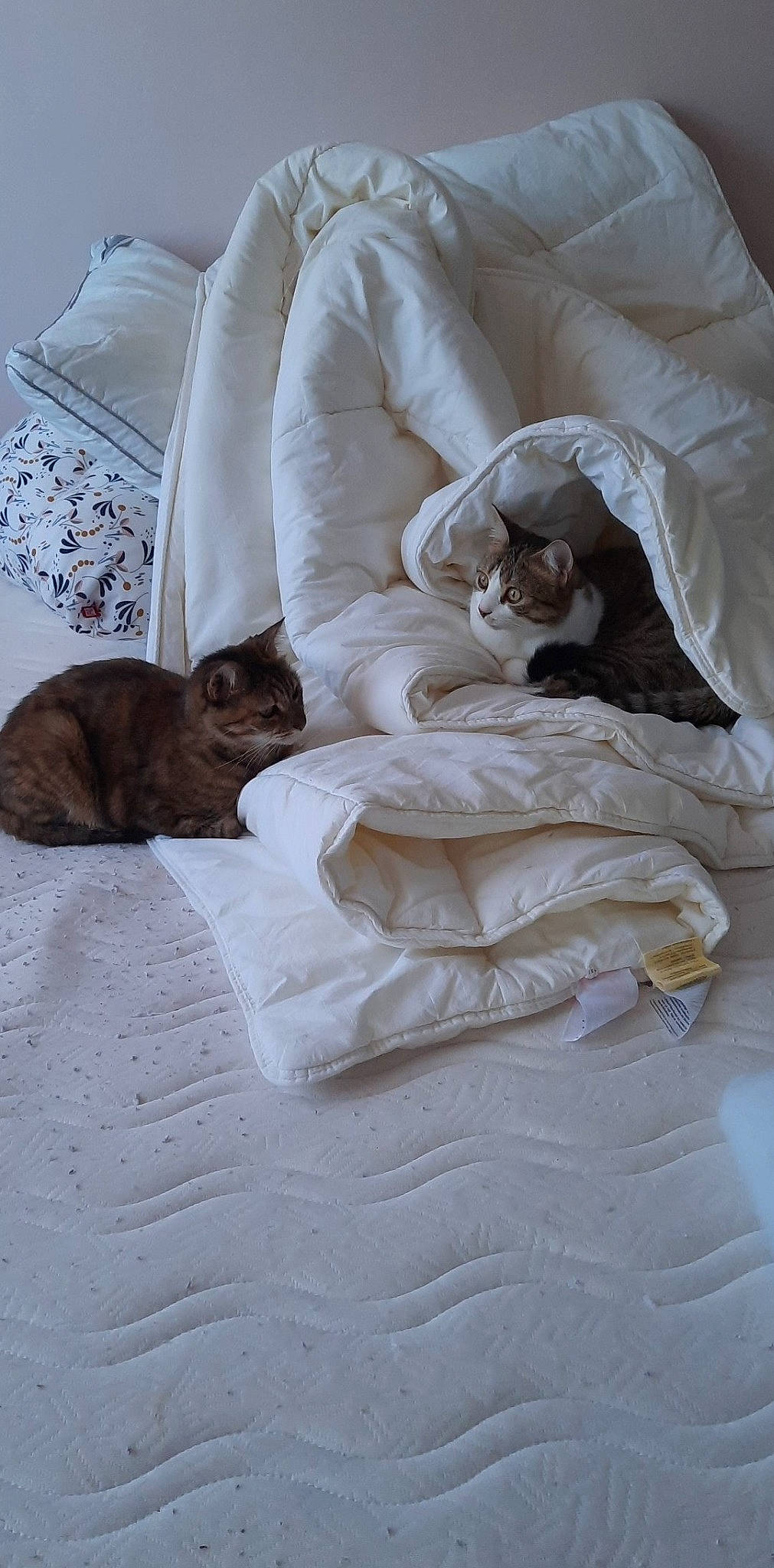 Féline participe au concours pour gagner de l'argent avec cette photo : bed, bed_sheet, bedding, bedroom, beige, brown, carnivore, cat, comfort, domestic_short_haired_cat, duvet, felidae, fur, grey, linens, sleeve, small_to_medium_sized_cats, tail, whiskers, wood