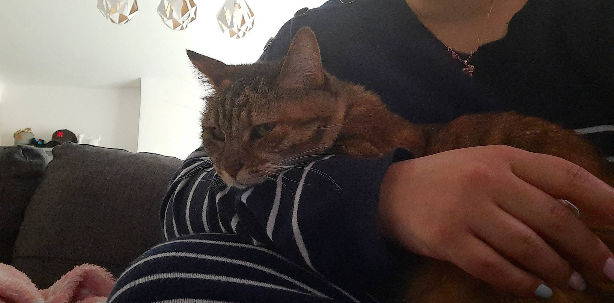 Féline a rejoint le concours — aidez-le/la à gagner de superbes lots ! carnivore, cat, comfort, domestic_short_haired_cat, elbow, fawn, felidae, fur, gesture, human_leg, lap, paw, sitting, sleeve, small_to_medium_sized_cats, t_shirt, tail, tree, whiskers, window