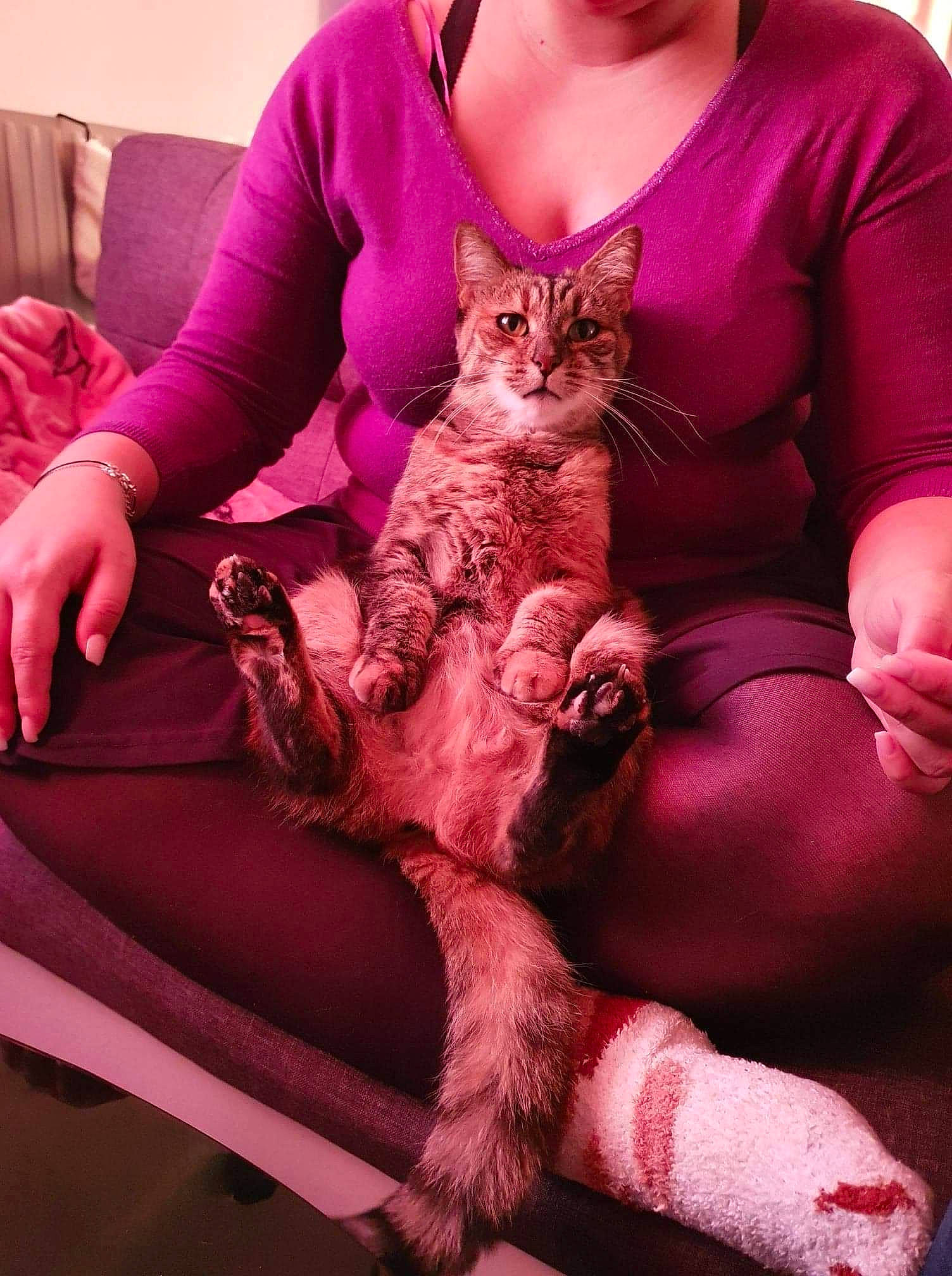 Féline participe au concours pour gagner de l'argent avec cette photo : blond, carnivore, cat, comfort, fawn, felidae, human_leg, knee, lap, leg, long_hair, magenta, nail, neck, pink, purple, sleeve, small_to_medium_sized_cats, thigh, whiskers