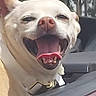 dog, car, window, happy, tongue_out, pet, animal, canine, collar, open_mouth, outdoor, trees, vehicle, reflection, smiling, seat, travel, joyful, close_up, head