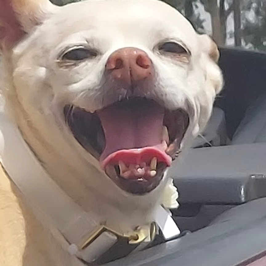 Pipsqueek is registered to the contest to win money with this photo: dog, car, window, happy, tongue_out, pet, animal, canine, collar, open_mouth, outdoor, trees, vehicle, reflection, smiling, seat, travel, joyful, close_up, head