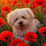 César participe au concours pour gagner de l'argent avec cette photo : dog, fluffy, white_dog, poppy_flowers, red_flowers, flower_field, nature, outdoor, sunset, golden_hour, grass, pet, cute, animal, tongue_out, spring, summer, happy, playful, closeup