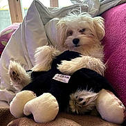 César a rejoint le concours — aidez-le/la à gagner de superbes lots ! bed, blanket, cozy, curtains, cute, dog, fluffy, indoor, long_hair, paws, pillow, plush_toy, portrait, puppy, relaxed, small_dog, sofa, stuffed_animal, white_dog, window