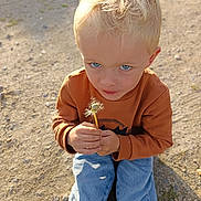 Diego participe au concours pour gagner de l'argent avec cette photo : child, blond_hair, blue_eyes, dandelion, sitting, outdoor, casual_clothing, sweater, jeans, nature, sunlight, gravel, curious, young_child, portrait, hands, daylight, innocence, cute, playing
