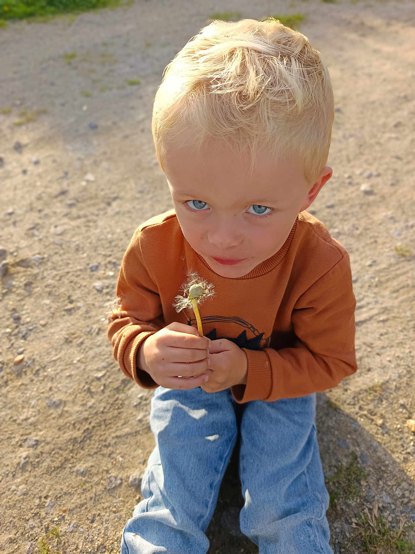 Diego participe au concours pour gagner de l'argent avec cette photo : child, blond_hair, blue_eyes, dandelion, sitting, outdoor, casual_clothing, sweater, jeans, nature, sunlight, gravel, curious, young_child, portrait, hands, daylight, innocence, cute, playing