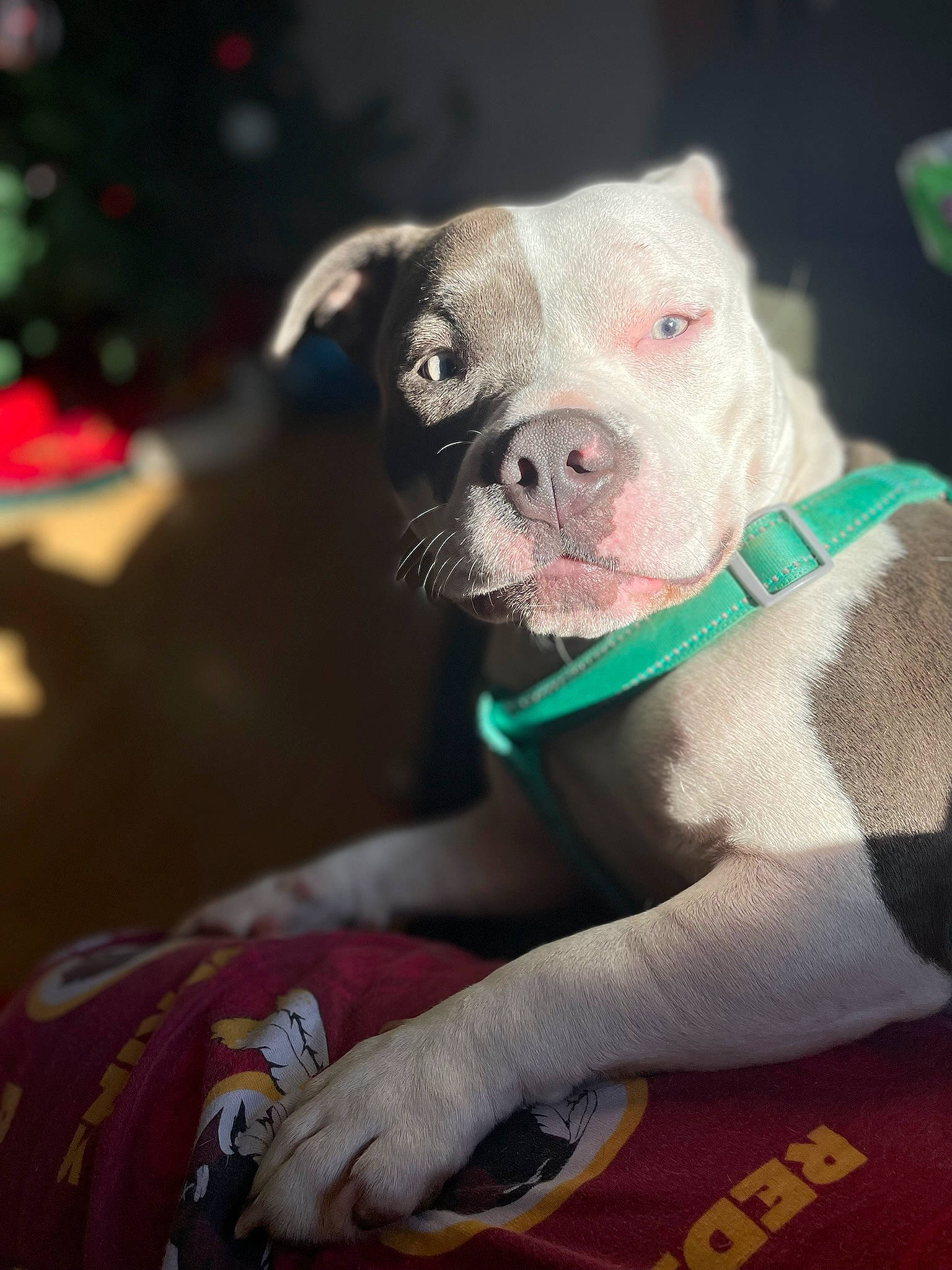 Diamond joined the competition — help win amazing prizes! bulldog, carnivore, collar, companion_dog, dog, dog_breed, event, fawn, fur, grass, magenta, pink, pug, snout, sporting_group, terrestrial_animal, toy_dog, whiskers, working_animal, wrinkle