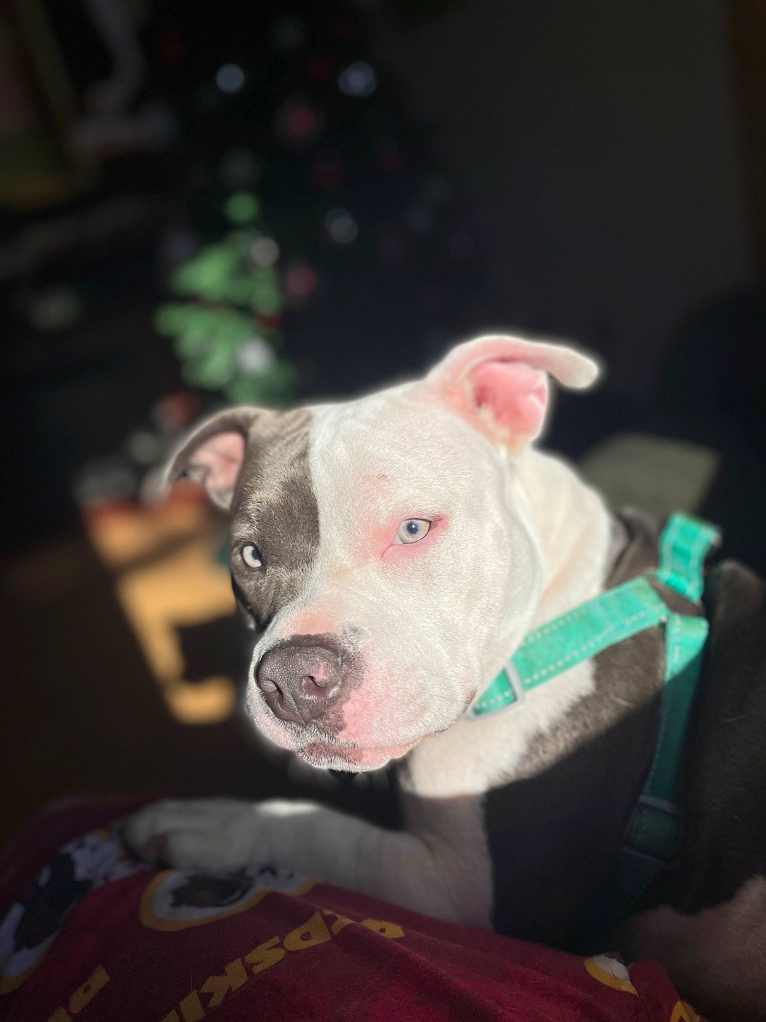 Diamond is registered to the contest to win money with this photo: canidae, carnivore, companion_dog, dessert, dog, dog_breed, dog_supply, ear, fawn, fur, guard_dog, head, ingredient, puppy, snout, sporting_group, suidae, terrestrial_animal, whiskers, working_animal