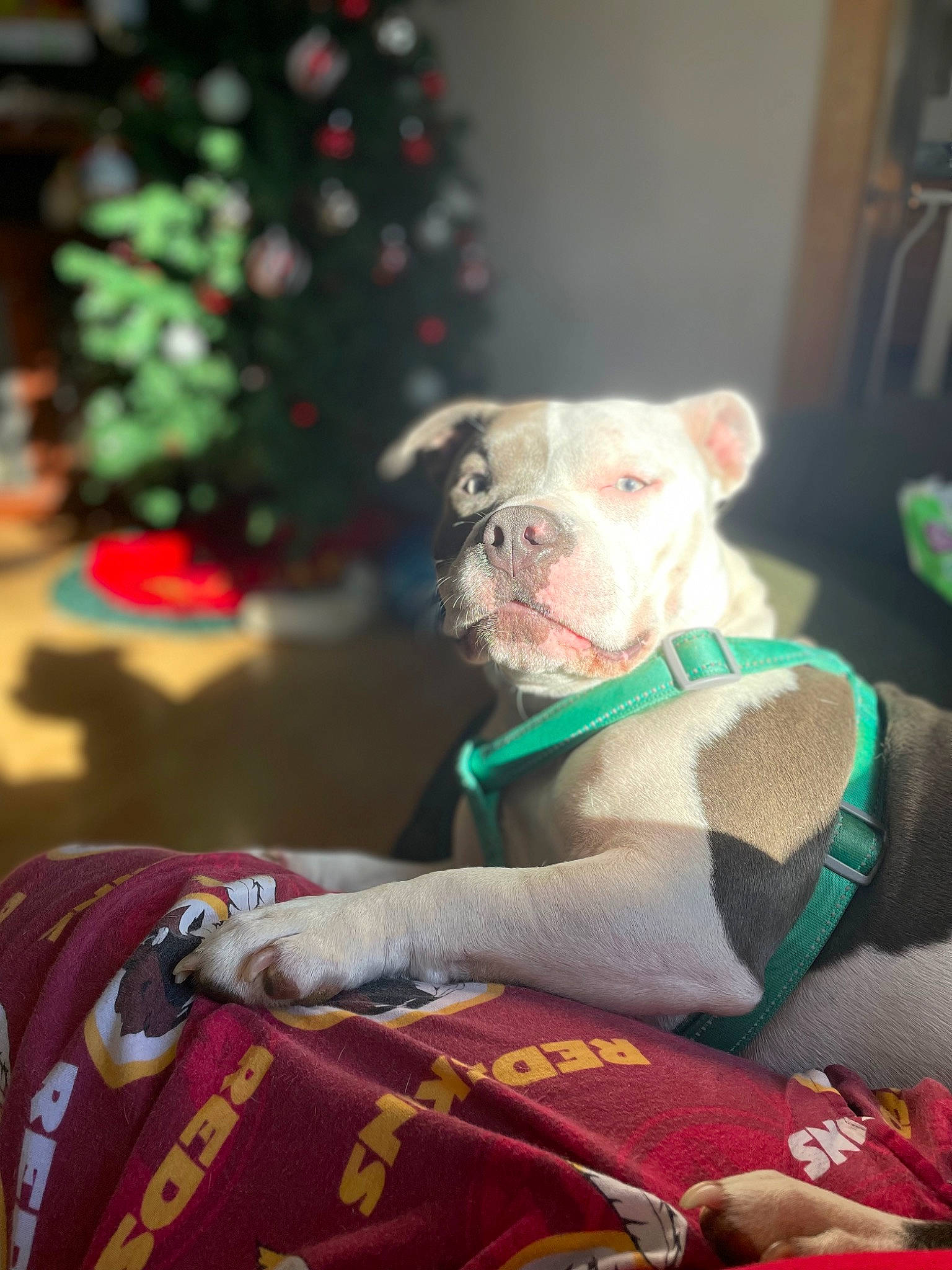 Diamond joined the competition — help win amazing prizes! carnivore, christmas, christmas_tree, companion_dog, dog_breed, event, fawn, felidae, fictional_character, fur, holiday_ornament, ornament, shelf, snout, stuffed_toy, teddy_bear, toy, toy_dog, whiskers, working_animal