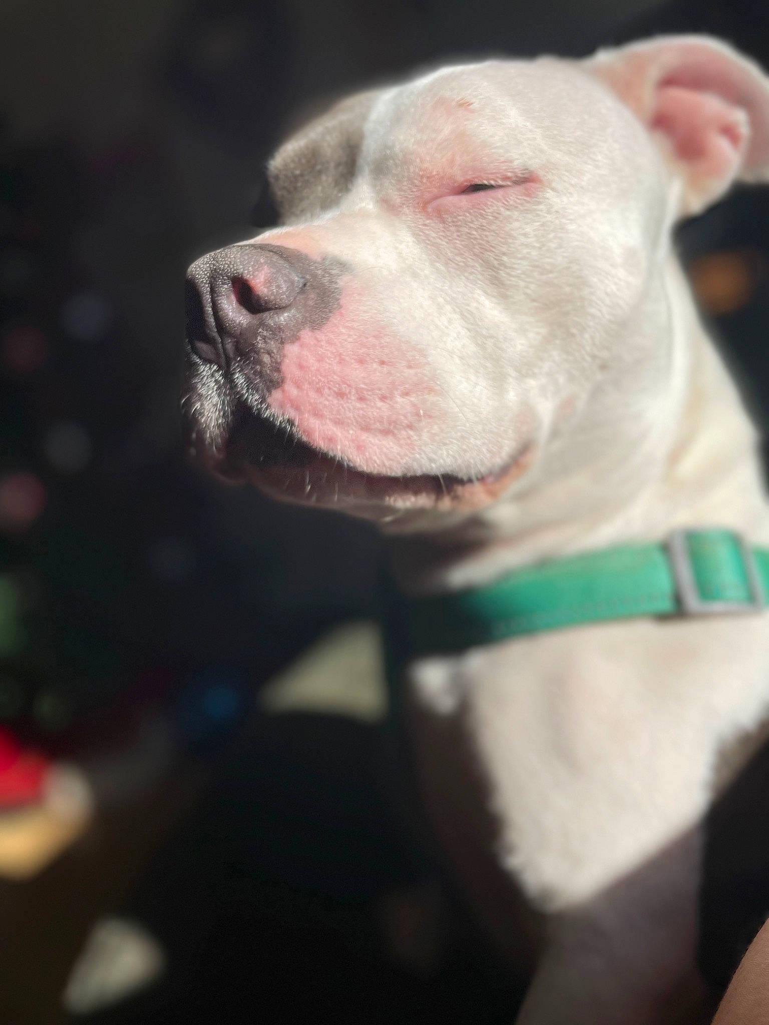 Diamond is registered to the contest to win money with this photo: canidae, carnivore, close_up, collar, companion_dog, dog, dog_breed, dog_collar, fawn, fur, grass, jaw, non_sporting_group, pet_supply, snout, sporting_group, terrestrial_animal, whiskers, working_animal, working_dog