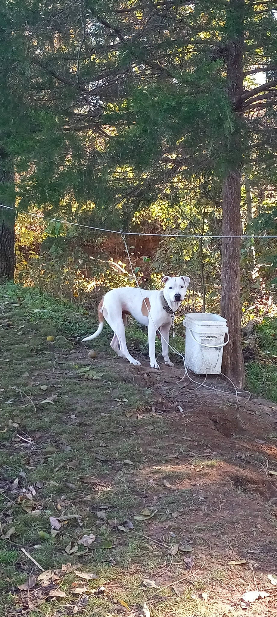 Sugar joined the competition — help win amazing prizes! autumn, carnivore, companion_dog, dog, dog_breed, forest, grass, landscape, mammal, plant, soil, sporting_group, tail, temperate_broadleaf_and_mixed_forest, tree, trunk, vertebrate, wood, woodland, working_animal