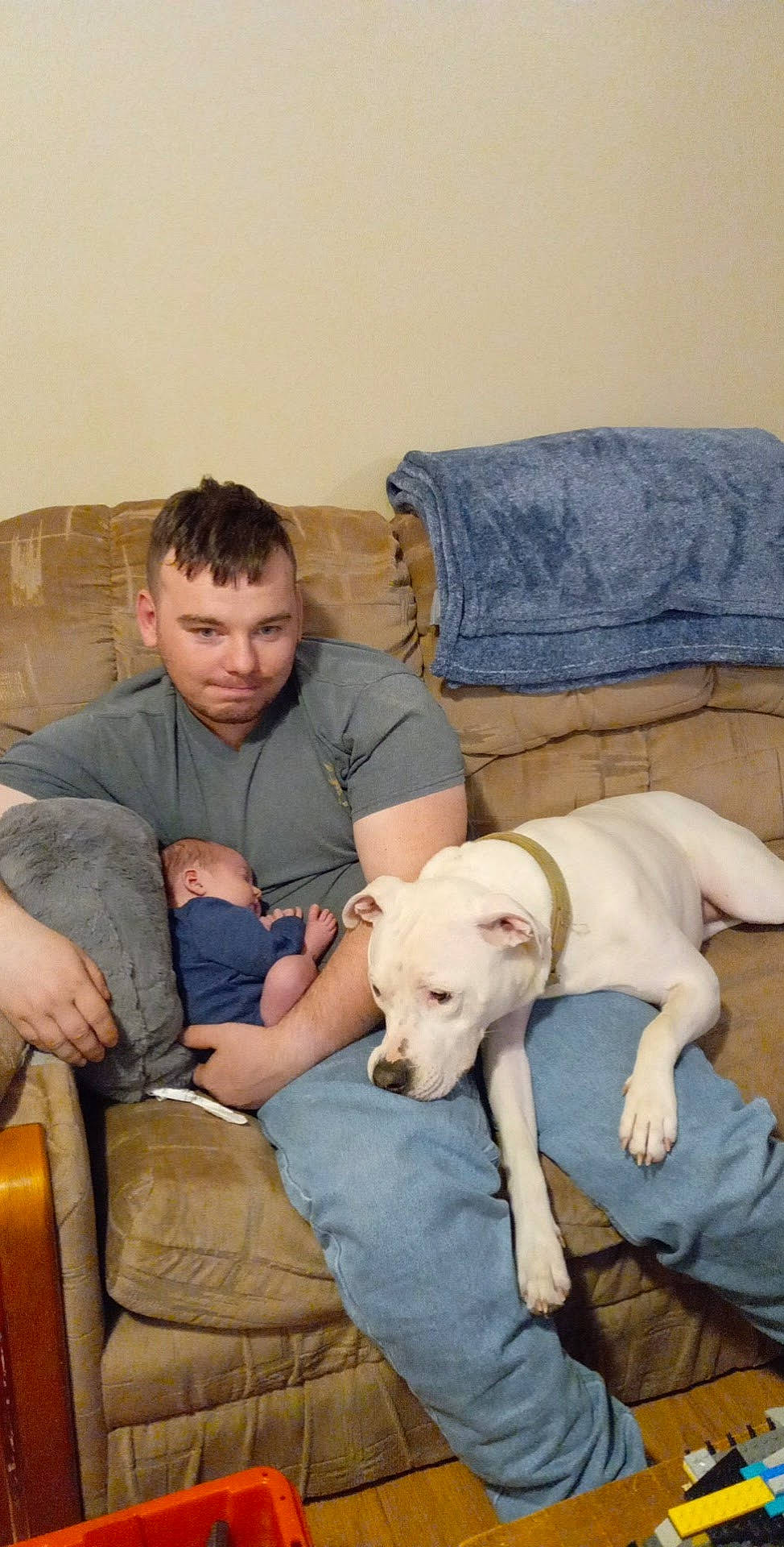 Sugar is registered to the contest to win money with this photo: carnivore, comfort, companion_dog, couch, dog, dog_breed, fawn, fur, furniture, lap, mammal, nap, room, sighthound, sitting, sporting_group, t_shirt, tail, vertebrate, working_animal