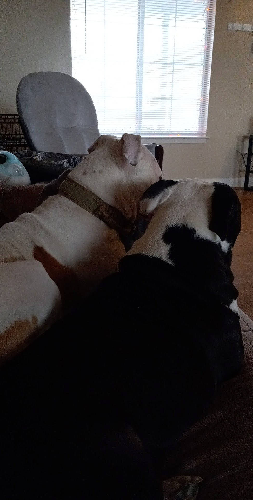 Buford is registered to the contest to win money with this photo: carnivore, comfort, companion_dog, couch, dog, dog_breed, fawn, floor, flooring, fur, hardwood, human_leg, knee, room, shelf, tail, window, window_blind, wood, working_animal