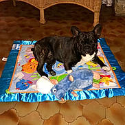 Kachou participe au concours pour gagner de l'argent avec cette photo : animal, baby_mat, black_dog, brown_floor, colorful_mat, cute, dog, ears_up, floor, french_bulldog, home, indoor, laying_down, looking_at_camera, mammal, pet, plush_toy, tiled_floor, toy, white_chest