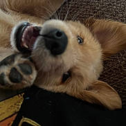 Gator joined the competition — help win amazing prizes! puppy, dog, golden_fur, fluffy, lying_down, belly_up, paw, paw_pads, nose, tongue, open_mouth, eye, ear, close_up, pet, indoor, carpet, cozy, playful, funny