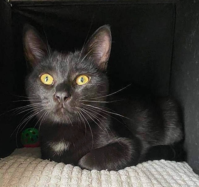 Baguerra participe au concours pour gagner de l'argent avec cette photo : black_cat, bombay, carnivore, cat, cat_supply, cat_toy, claw, domestic_short_haired_cat, felidae, fur, grey, korat, paw, small_to_medium_sized_cats, snout, tail, terrestrial_animal, whiskers