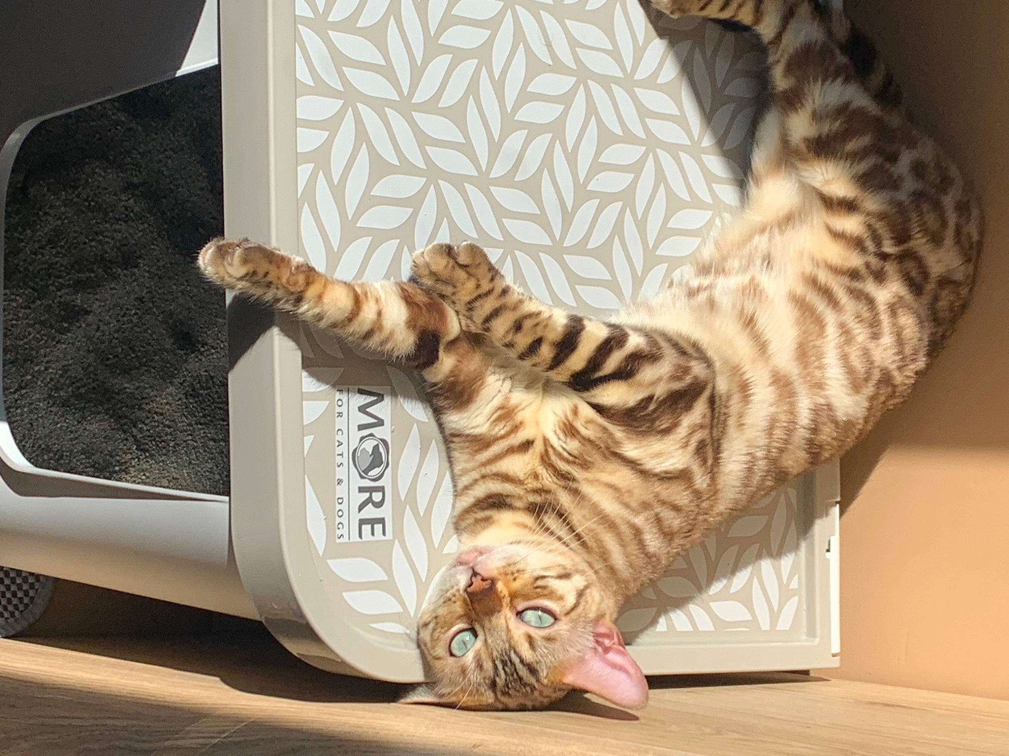 Ruby participe au concours pour gagner de l'argent avec cette photo : carnivore, cat, claw, comfort, domestic_short_haired_cat, fawn, felidae, flooring, foot, fur, hardwood, human_leg, nap, paw, room, shoe, small_to_medium_sized_cats, tail, whiskers, wood