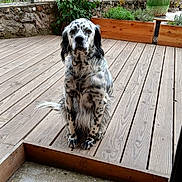Soju a rejoint le concours — aidez-le/la à gagner de superbes lots ! dog, spotted_dog, wooden_deck, flowering_plant, lilac, planter, garden, outdoor, pet, sitting, stone_wall, fence, greenery, nature, canine, fur, collar, animal, yard, daylight