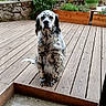 dog, spotted_dog, wooden_deck, flowering_plant, lilac, planter, garden, outdoor, pet, sitting, stone_wall, fence, greenery, nature, canine, fur, collar, animal, yard, daylight