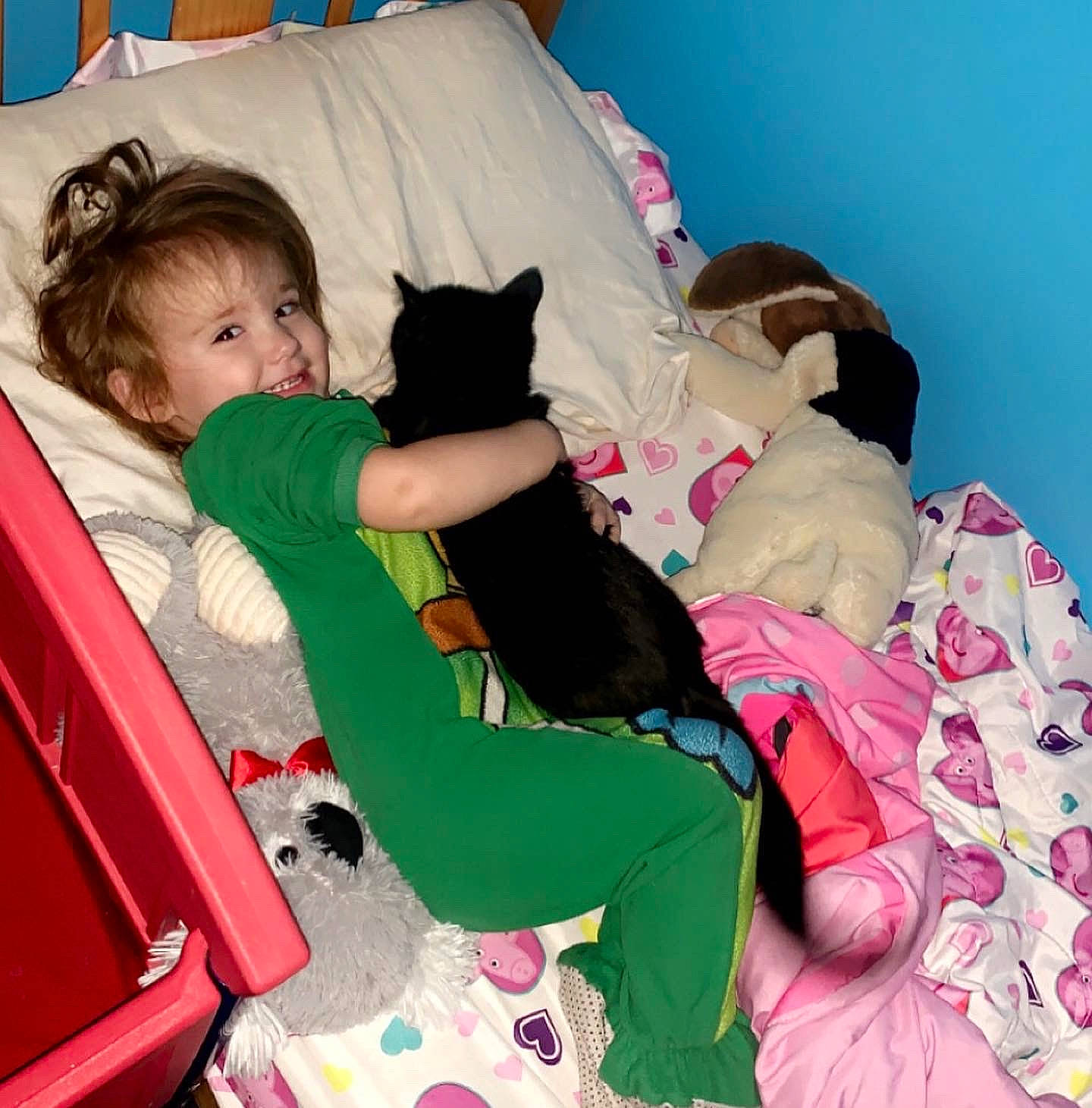 Addy is registered to the contest to win money with this photo: baby_toddler_clothing, bag, carnivore, chair, comfort, companion_dog, couch, dog_breed, felidae, lap, leg, linens, luggage_and_bags, person, pillow, room, sitting, small_to_medium_sized_cats, t_shirt, thigh