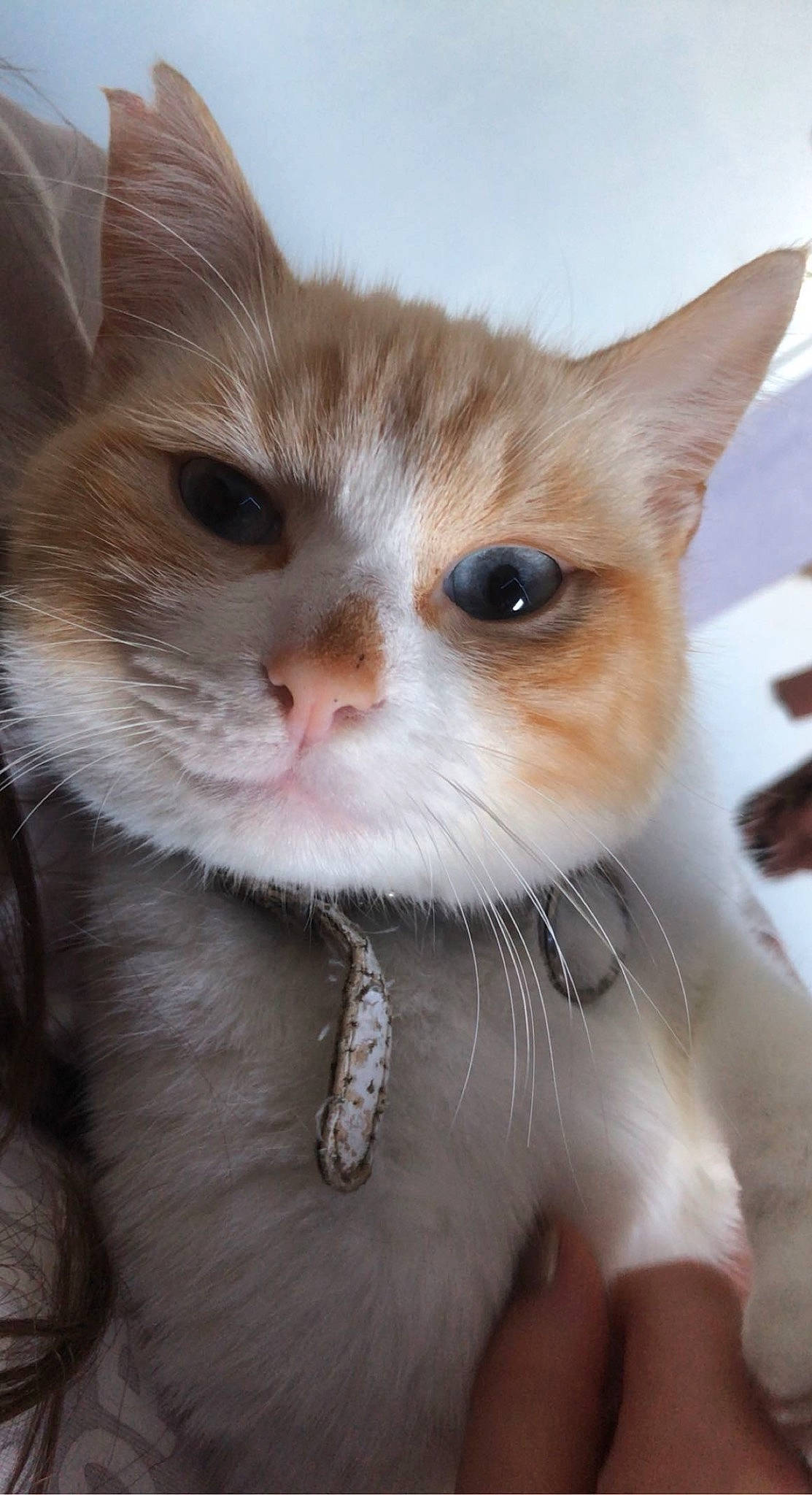 Perle a rejoint le concours — aidez-le/la à gagner de superbes lots ! carnivore, cat, claw, close_up, curious, domestic_short_haired_cat, ear, eye, eyelash, fawn, felidae, fur, paw, small_to_medium_sized_cats, snout, terrestrial_animal, whiskers