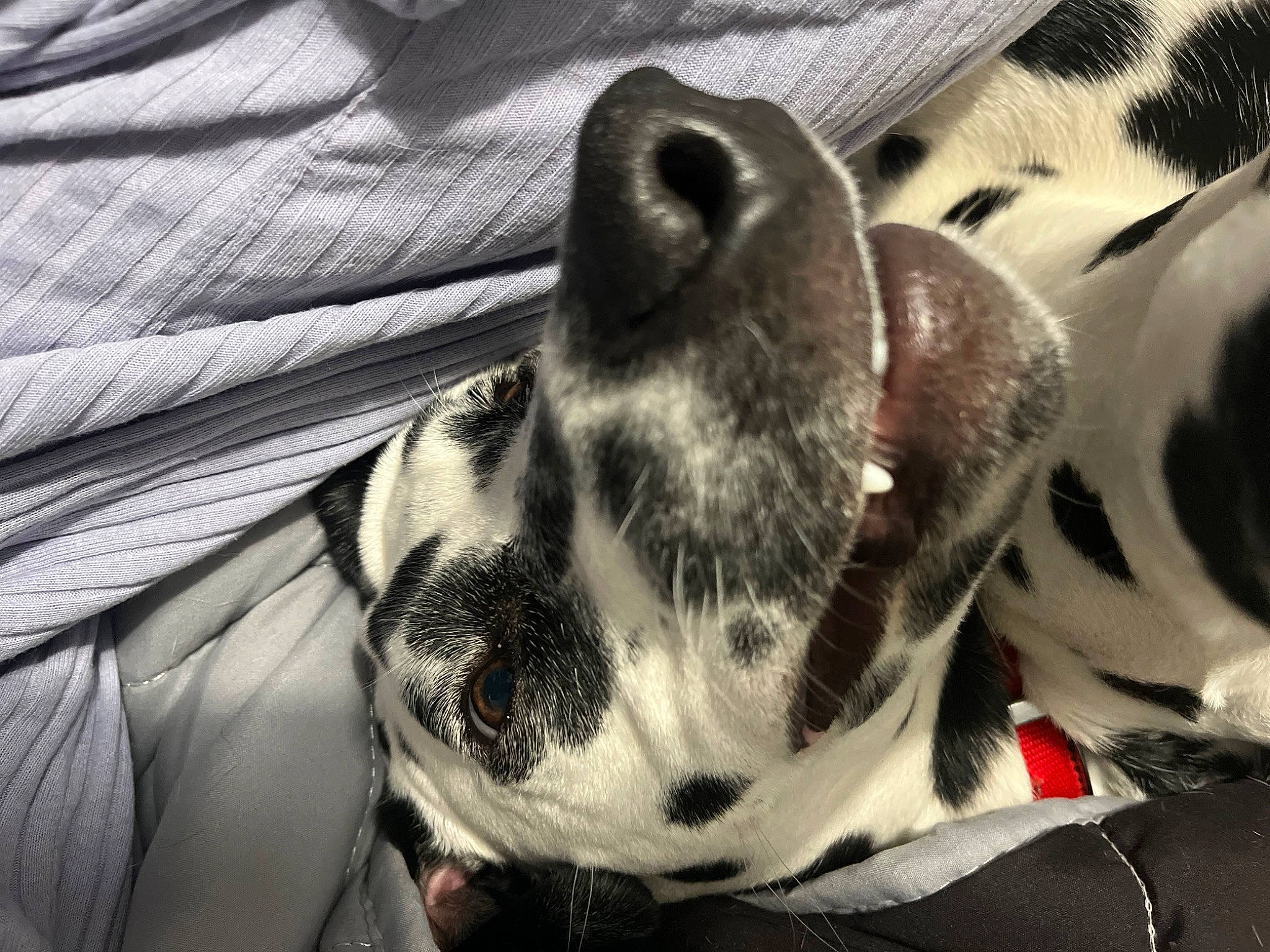 Pongo participe au concours pour gagner de l'argent avec cette photo : canidae, carnivore, close_up, collar, companion_dog, dalmatian, dog, dog_breed, dog_collar, ear, fawn, fur, grey, monochrome, monochrome_photography, pattern, snout, terrestrial_animal, whiskers, working_animal