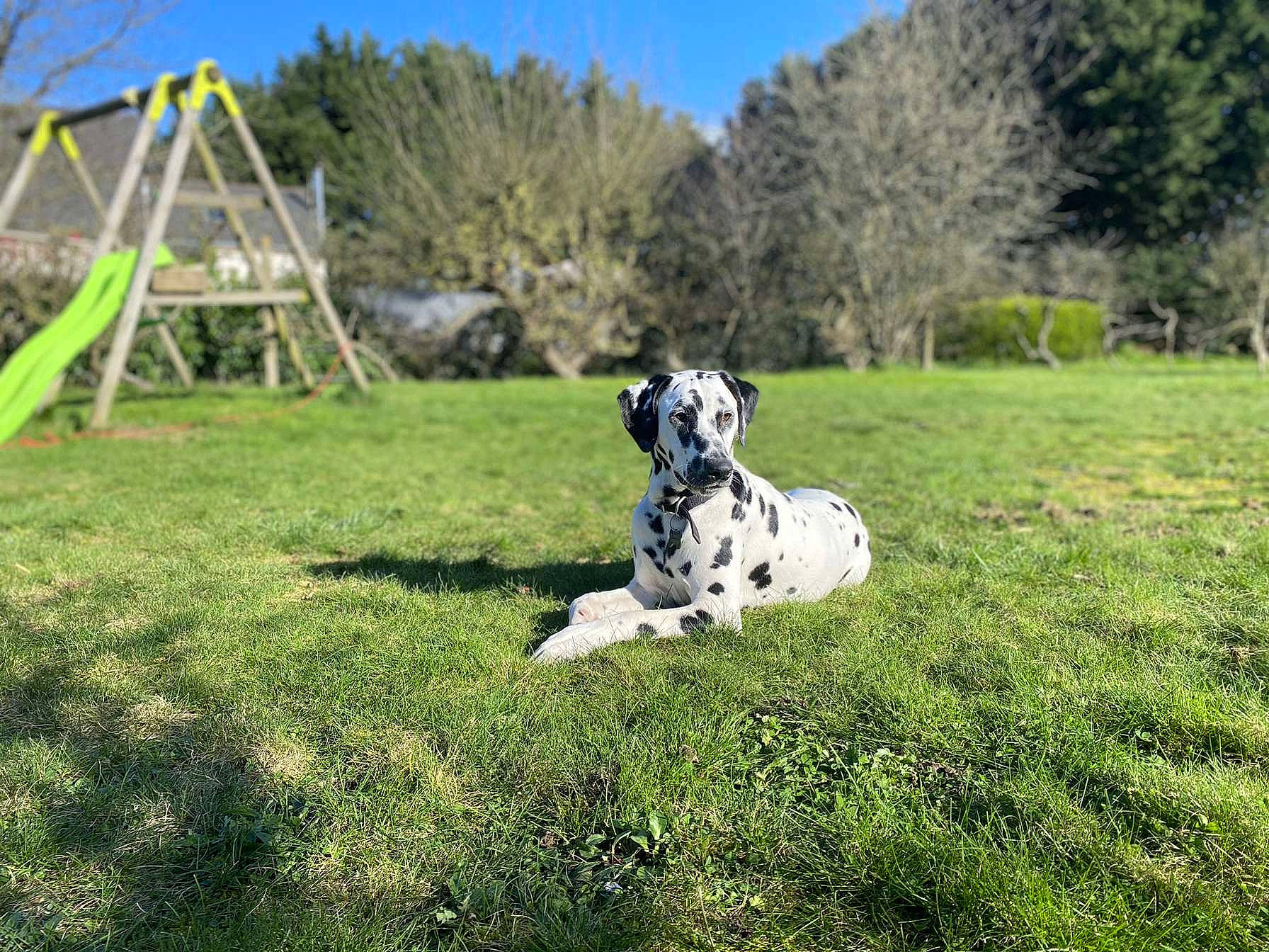 Pongo a rejoint le concours — aidez-le/la à gagner de superbes lots ! canidae, carnivore, companion_dog, dalmatian, dog, dog_breed, fawn, grass, grassland, landscape, pasture, plant, prairie, shrub, sky, sporting_group, terrestrial_animal, tree, working_animal, working_dog