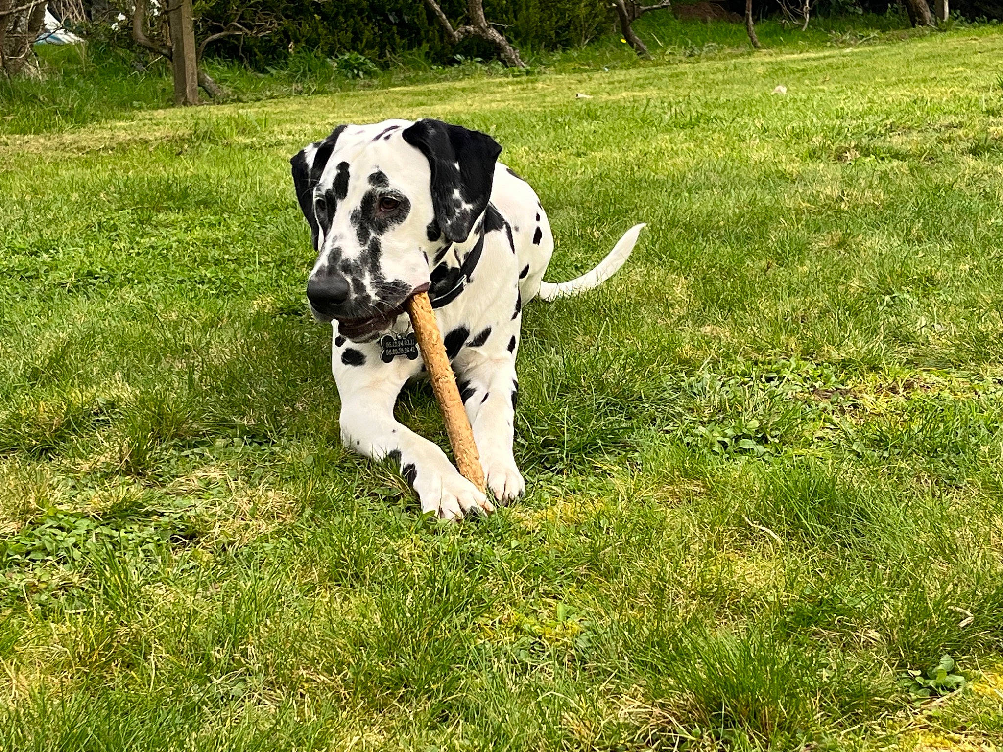 Pongo a rejoint le concours — aidez-le/la à gagner de superbes lots ! canidae, carnivore, collar, companion_dog, dalmatian, dog, dog_breed, dog_collar, fawn, grass, grass_family, grassland, lawn, meadow, plant, snout, sporting_group, tail, terrestrial_animal, working_animal