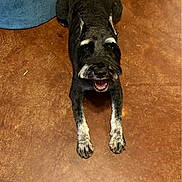 Baxter is registered to the contest to win money with this photo: dog, black_dog, gray_dog, white_paws, white_eyebrows, happy_dog, lying_down, brown_floor, blue_object, pet, canine, indoor, looking_up, floor_texture, animal, mammal, domestic_animal, friendly, playful, companion