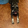 dog, black_dog, gray_dog, white_paws, white_eyebrows, happy_dog, lying_down, brown_floor, blue_object, pet, canine, indoor, looking_up, floor_texture, animal, mammal, domestic_animal, friendly, playful, companion