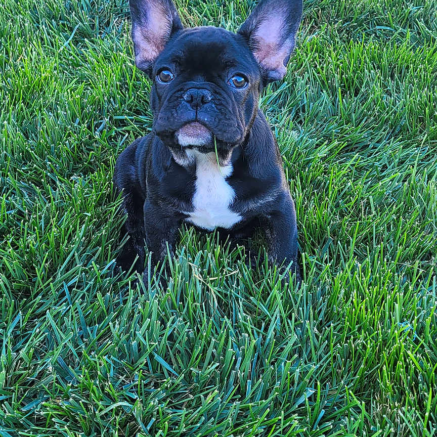 Diezal is registered to the contest to win money with this photo: animal, bostonbull, boxer, bulldog, canine, dog, field, frenchbulldog, grass, grassland, lawn, nature, outdoors, pet, pitbull, plant, puppy