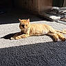 cat, orange_cat, indoor, carpet, sunlight, pet_bed, window, relaxing, feline, animal, domestic_cat, sunbeam, resting, home, cozy, fur, cute, mammal, whiskers, tail