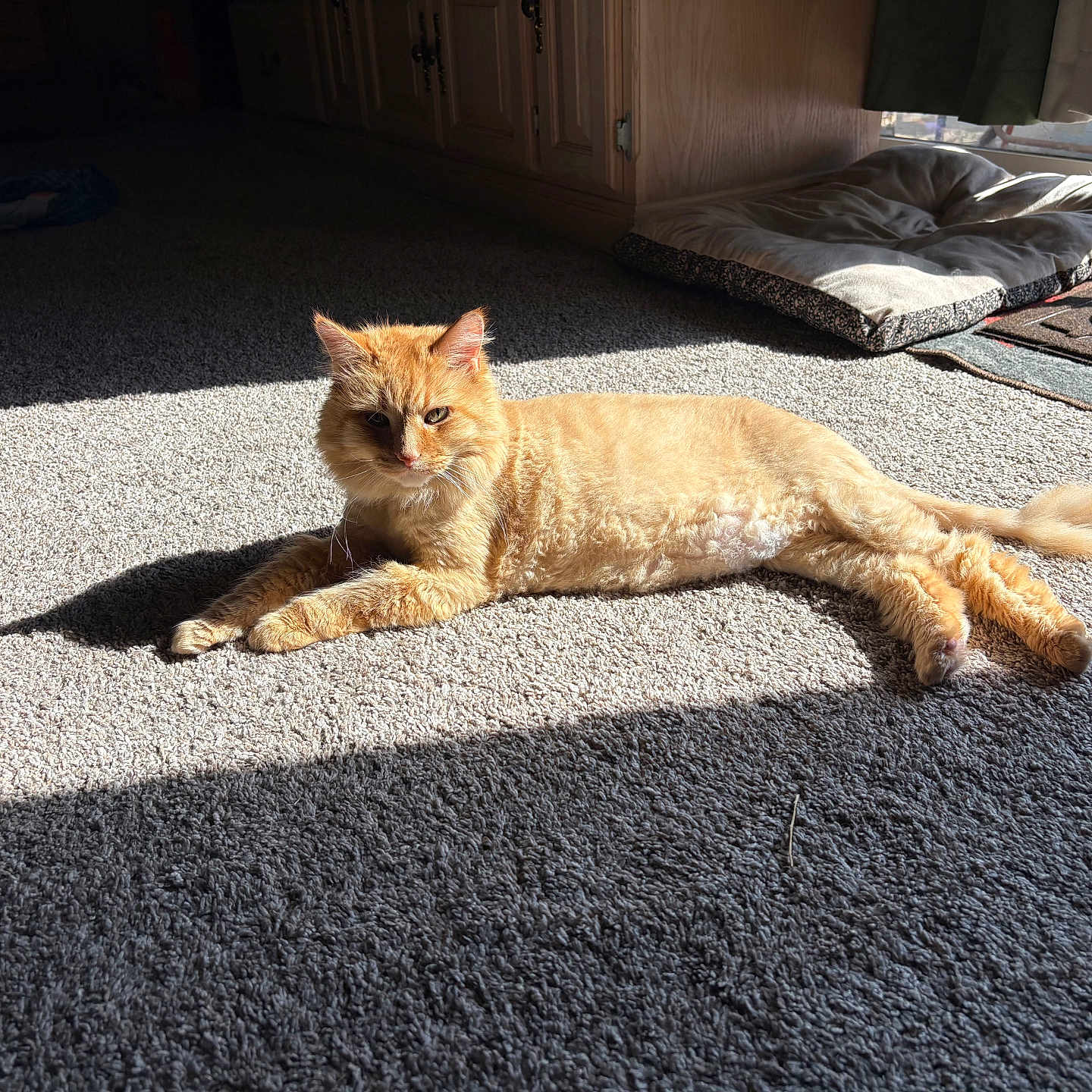 Spya Wild joined the competition — help win amazing prizes! cat, orange_cat, indoor, carpet, sunlight, pet_bed, window, relaxing, feline, animal, domestic_cat, sunbeam, resting, home, cozy, fur, cute, mammal, whiskers, tail