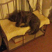 Bey a rejoint le concours — aidez-le/la à gagner de superbes lots ! cat, sleeping, bench, cushion, metal_frame, indoor, curtains, brown_floor, furniture, resting, pet, cozy, furry, feline, animal, home, quiet, relaxing, blurred, low_light