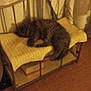 cat, sleeping, bench, cushion, metal_frame, indoor, curtains, brown_floor, furniture, resting, pet, cozy, furry, feline, animal, home, quiet, relaxing, blurred, low_light