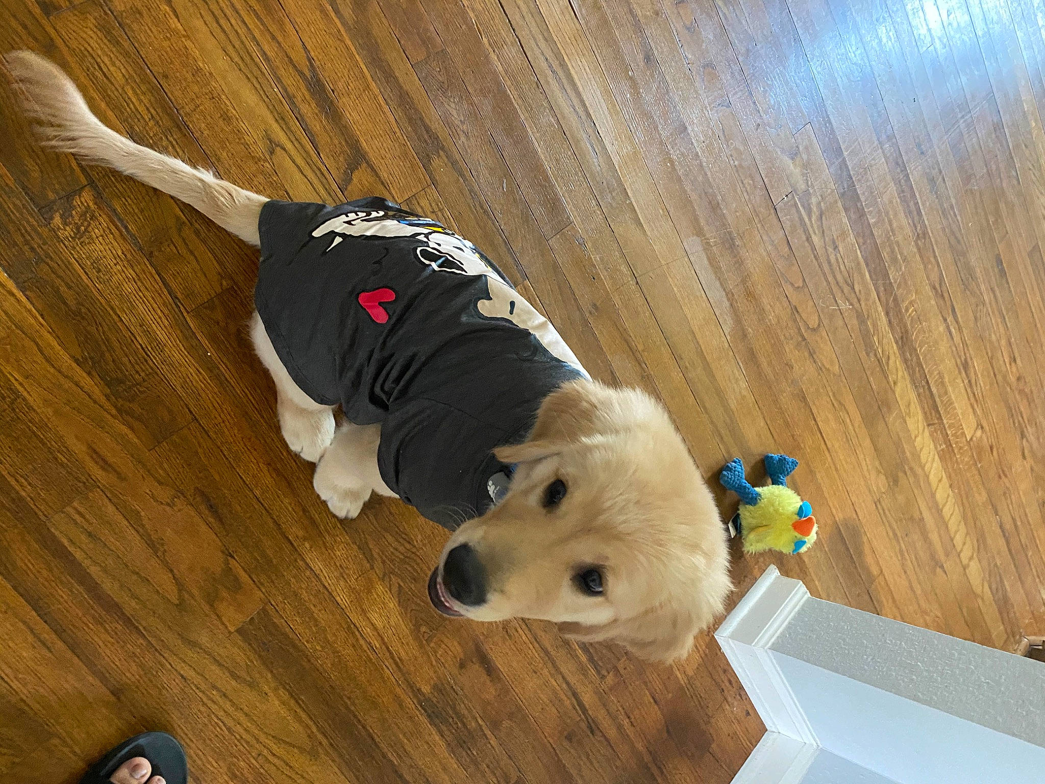 Coco is registered to the contest to win money with this photo: canidae, carnivore, companion_dog, dog, dog_breed, dog_clothes, fawn, floor, golden_retriever, mammal, retriever, snout, sporting_group, vertebrate