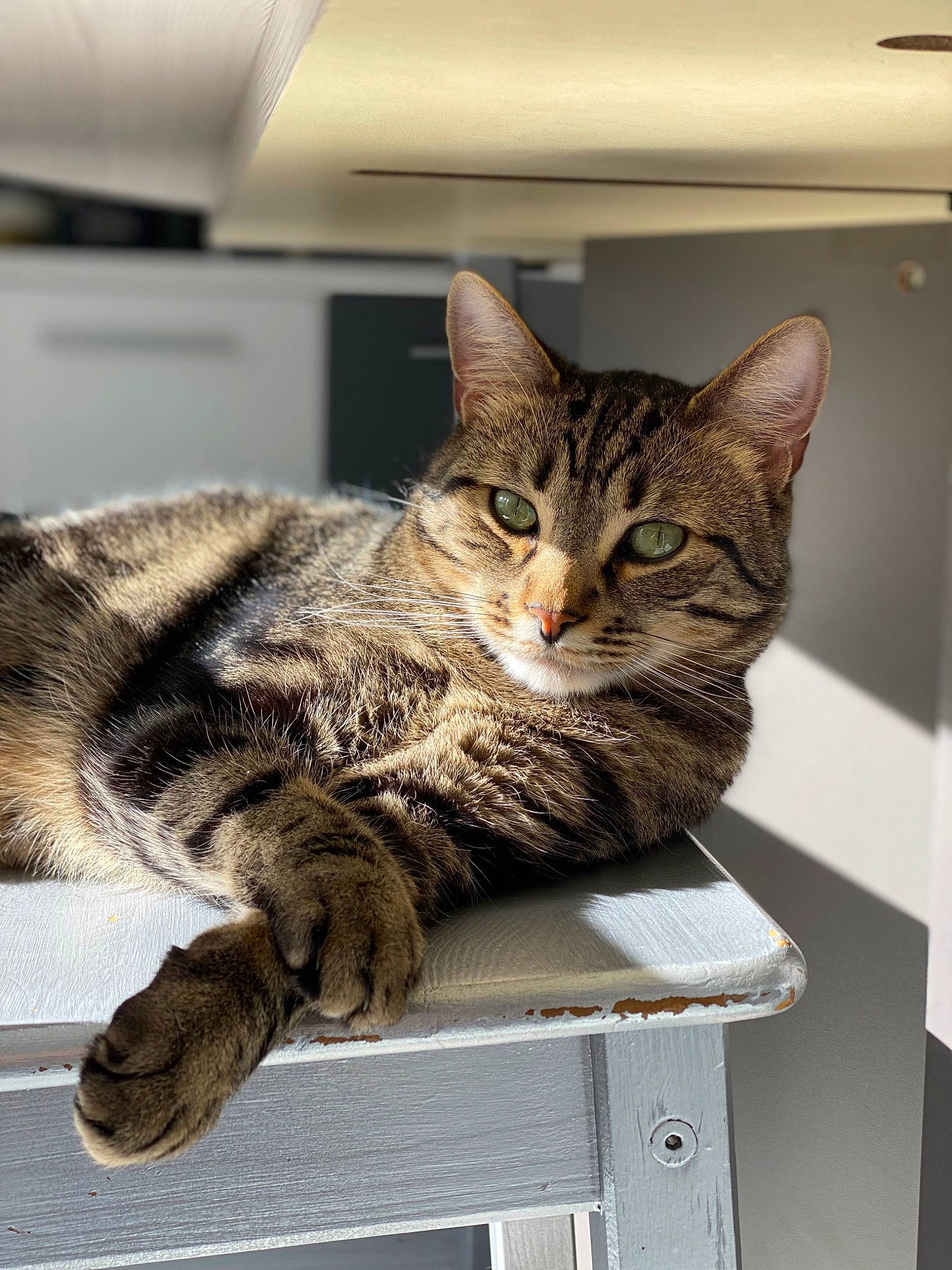 Bidou participe au concours pour gagner de l'argent avec cette photo : carnivore, cat, cat_supply, claw, domestic_short_haired_cat, felidae, fur, paw, pet_supply, sitting, small_to_medium_sized_cats, snout, tail, whiskers, wildlife