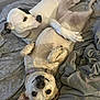 Pebbles is registered to the contest to win money with this photo: dog, pets, bed, blanket, cuddle, cute, fur, collar, canine, indoor, relaxed, sleepy, companions, laying_down, two_dogs, brown_dog, white_dog, sleepwear, cozy, animal
