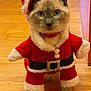 Olly a rejoint le concours — aidez-le/la à gagner de superbes lots ! cat, santa_costume, holiday, festive, indoor, wooden_floor, pet, animal, christmas, costume, red, white, fur, cute, curious, domestic_cat, portrait, standing, holiday_season, christmas_outfit
